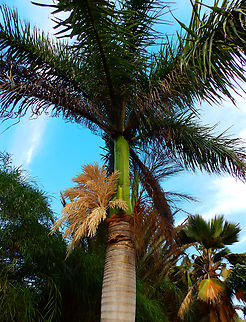 Royal palm - Roystonea regia Pachamama Eco Park - Viveiro Botanical Garden  Cabo Verde,Fall,Geotagged,Royal palm,Roystonea regia