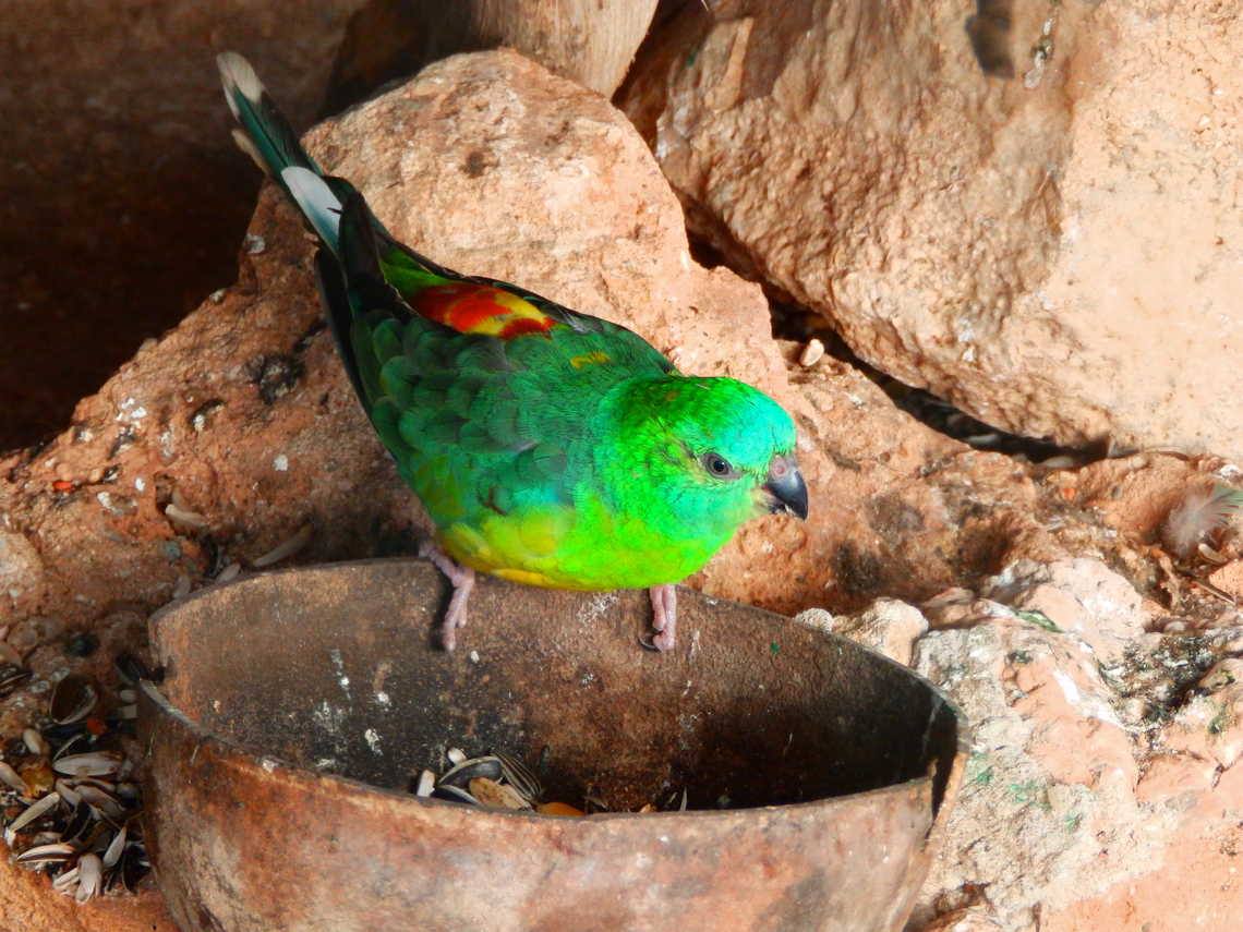 Red-rumped parrot - Psephotus haematonotus Pachamama Eco Park - Viveiro Botanical Garden  Cabo Verde,Fall,Geotagged,Psephotus haematonotus,Red-rumped parrot