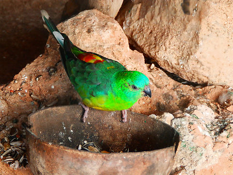 Red-rumped parrot - Psephotus haematonotus Pachamama Eco Park - Viveiro Botanical Garden  Cabo Verde,Fall,Geotagged,Psephotus haematonotus,Red-rumped parrot