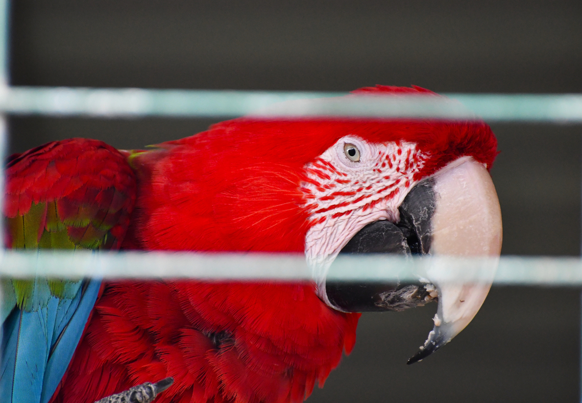 Scarlet macaw - Ara macao Pachamama Eco Park - Viveiro Botanical Garden  Ara macao,Cabo Verde,Fall,Geotagged,Scarlet macaw