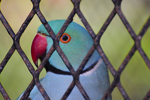 Rose-ringed parakeet - Psittacula krameri Pachamama Eco Park - Viveiro Botanical Garden  Cabo Verde,Fall,Geotagged,Psittacula krameri,Rose-ringed parakeet