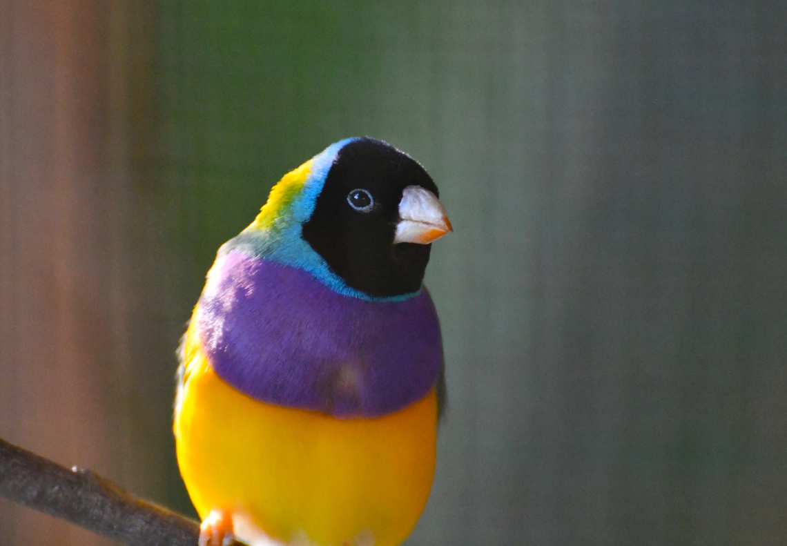 Gouldian Finch - Erythrura gouldiae Pachamama Eco Park - Viveiro Botanical Garden  Cabo Verde,Erythrura gouldiae,Fall,Geotagged,Gouldian Finch