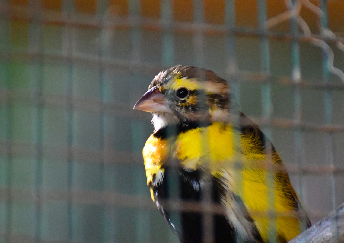 In search of ID I could not find this brid's species so far. Any help is very welcome :-)<br />
Pachamama Eco Park - Viveiro Botanical Garden  Cabo Verde,Fall,Geotagged