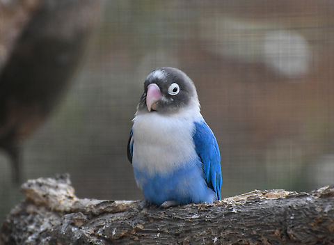 Yellow-collared Lovebird - Agapornis personatus (blue mutant) Pachamama Eco Park - Viveiro Botanical Garden  Agapornis personatus,Cabo Verde,Fall,Geotagged,Yellow-collared Lovebird