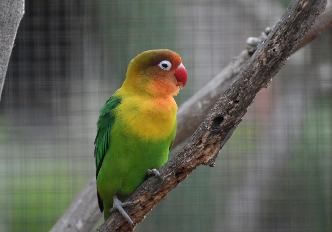 Fischer's lovebird - Agapornis fischeri Pachamama Eco Park - Viveiro Botanical Garden  Agapornis fischeri,Cabo Verde,Fall,Fischer's lovebird,Geotagged