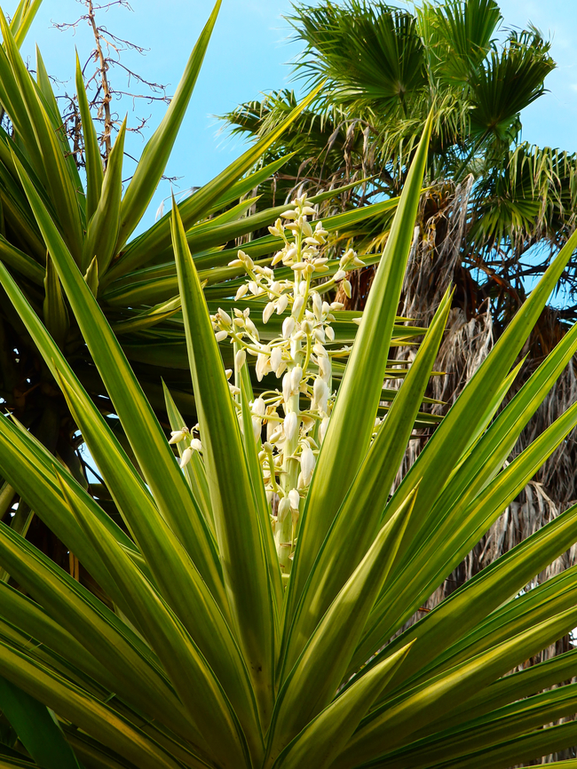 Spanish-bayonet - Yucca aloifolia Pachamama Eco Park - Viveiro Botanical Garden  Cabo Verde,Fall,Geotagged,Spanish-bayonet,Yucca aloifolia