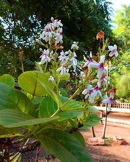 Carruthers' falseface - Pseuderanthemum carruthersii Pachamama Eco Park - Viveiro Botanical Garden  Cabo Verde,Fall,Geotagged,Pseuderanthemum carruthersii