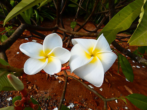 Common frangipani - Plumeria rubra Pachamama Eco Park - Viveiro Botanical Garden  Cabo Verde,Common frangipani,Fall,Geotagged,Plumeria rubra