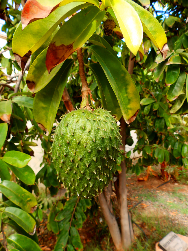 Soursop - Annona muricata Pachamama Eco Park - Viveiro Botanical Garden  Annona muricata,Cabo Verde,Fall,Geotagged,Soursop