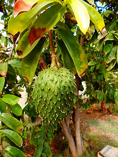 Soursop - Annona muricata Pachamama Eco Park - Viveiro Botanical Garden  Annona muricata,Cabo Verde,Fall,Geotagged,Soursop