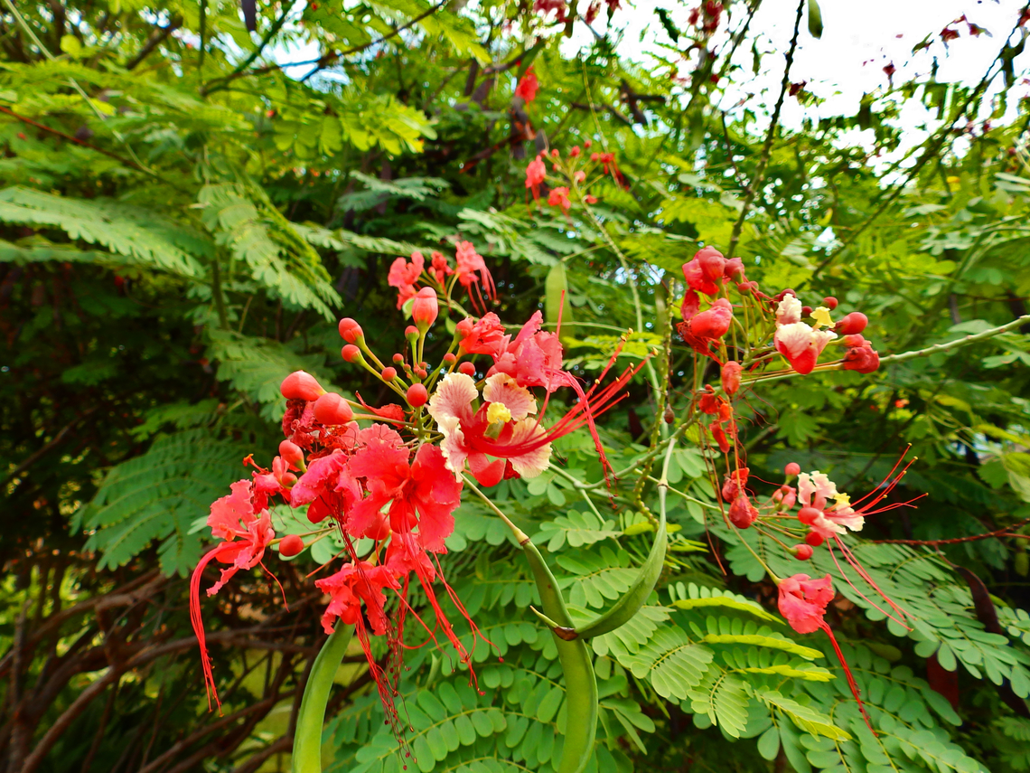 Peacock Flower - Caesalpinia pulcherrima Pachamama Eco Park - Viveiro Botanical Garden  Cabo Verde,Caesalpinia pulcherrima,Fall,Geotagged,Peacock Flower