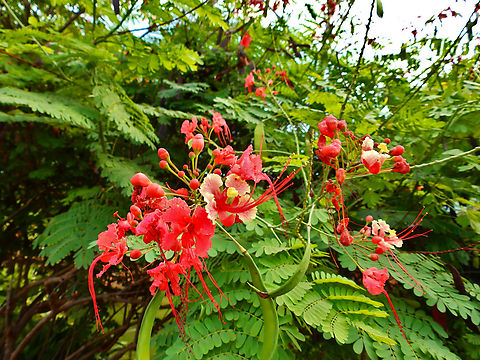 Peacock Flower - Caesalpinia pulcherrima Pachamama Eco Park - Viveiro Botanical Garden  Cabo Verde,Caesalpinia pulcherrima,Fall,Geotagged,Peacock Flower