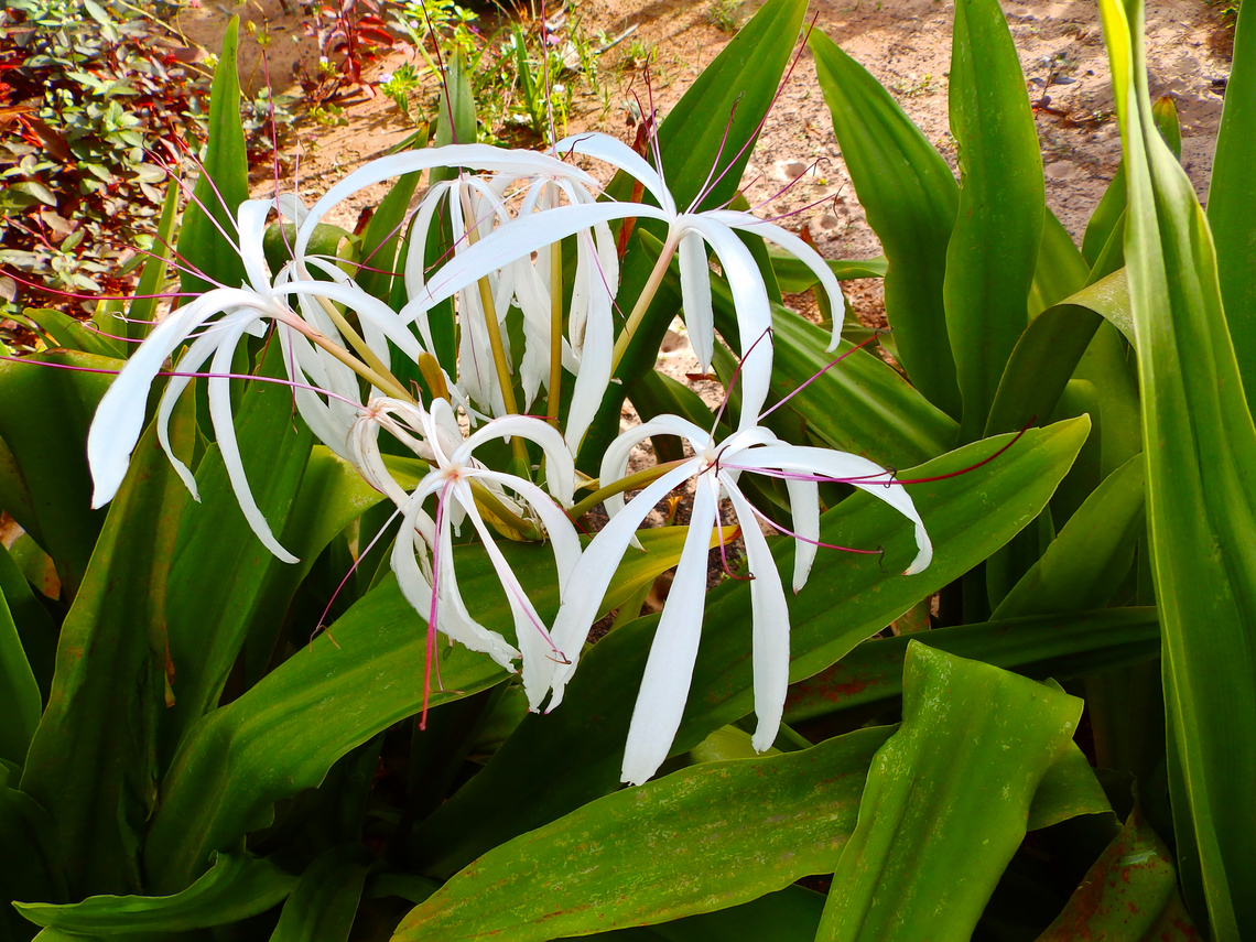 Poison Bulb - Crinum asiaticum Pachamama Eco Park - Viveiro Botanical Garden  Cabo Verde,Crinum asiaticum,Fall,Geotagged,Poison Bulb