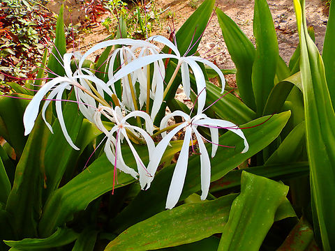 Poison Bulb - Crinum asiaticum Pachamama Eco Park - Viveiro Botanical Garden  Cabo Verde,Crinum asiaticum,Fall,Geotagged,Poison Bulb