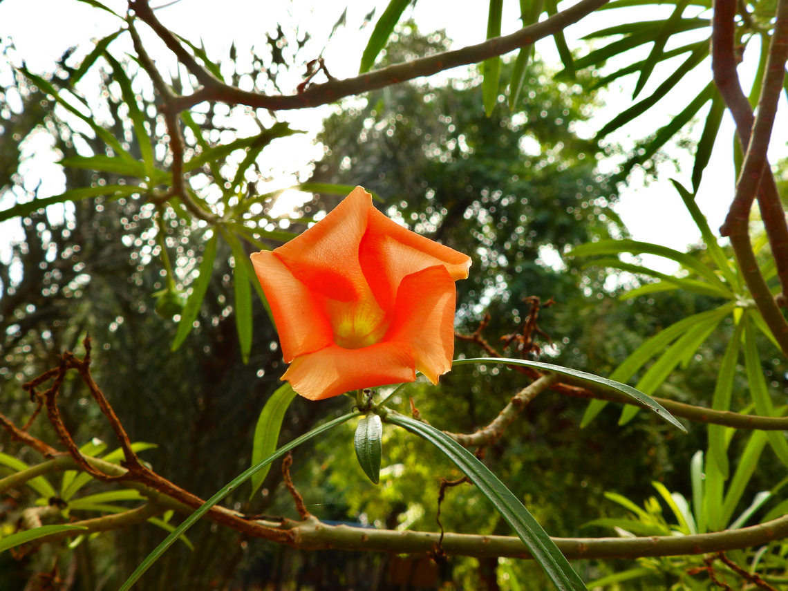 Be-still Tree - Thevetia peruviana Pachamama Eco Park - Viveiro Botanical Garden  Be-still Tree,Cabo Verde,Cascabela thevetia,Fall,Geotagged