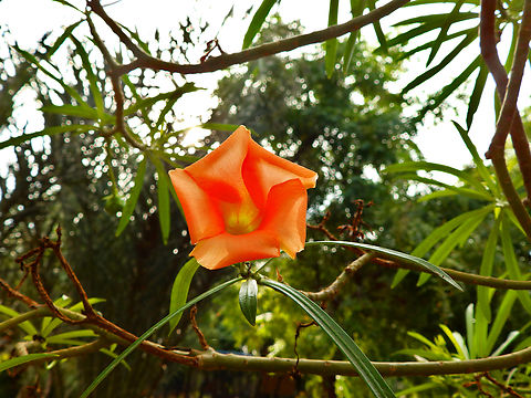 Be-still Tree - Thevetia peruviana Pachamama Eco Park - Viveiro Botanical Garden  Be-still Tree,Cabo Verde,Cascabela thevetia,Fall,Geotagged