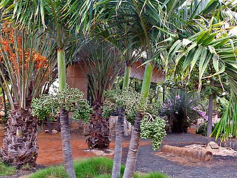 Manila palm - Veitchia merrillii Pachamama Eco Park - Viveiro Botanical Garden  Adonidia merrillii,Cabo Verde,Fall,Geotagged