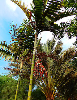 Solitaire Palm - Ptychosperma elegans Pachamama Eco Park - Viveiro Botanical Garden  Cabo Verde,Fall,Geotagged,Ptychosperma elegans