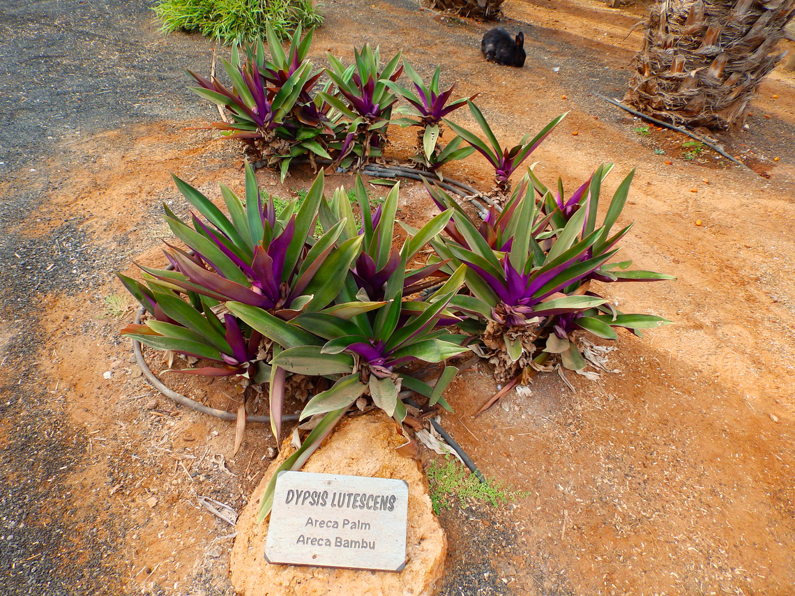 Moses-in-the-Cradle - Tradescantia spathacea Pachamama Eco Park - Viveiro Botanical Garden <br />
(deceiving plate belongs to a different species). Cabo Verde,Fall,Geotagged,Moses-in-the-Cradle,Tradescantia spathacea