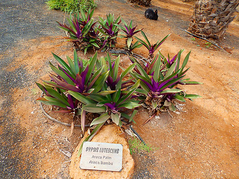 Moses-in-the-Cradle - Tradescantia spathacea Pachamama Eco Park - Viveiro Botanical Garden 
(deceiving plate belongs to a different species). Cabo Verde,Fall,Geotagged,Moses-in-the-Cradle,Tradescantia spathacea