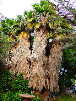 Mexican fan palm - Washingtonia robusta Pachamama Eco Park - Viveiro Botanical Garden  Cabo Verde,Fall,Geotagged,Washingtonia robusta