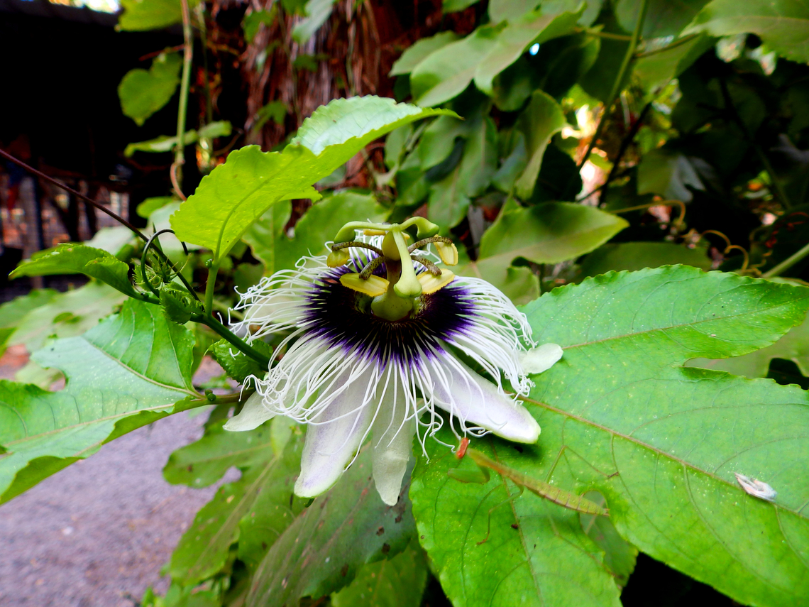 Common Passionfruit - Passiflora edulis Pachamama Eco Park - Viveiro Botanical Garden  Cabo Verde,Common Passionfruit,Fall,Geotagged,Passiflora edulis