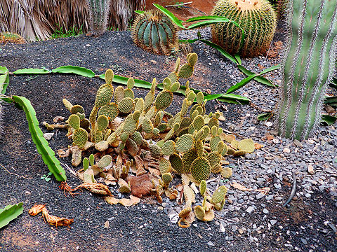 Bunny Ears - Opuntia microdasys Pachamama Eco Park - Viveiro Botanical Garden  Bunny Ears,Cabo Verde,Fall,Geotagged,Opuntia microdasys