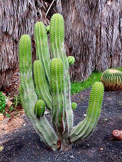 Canary Island spurge - Euphorbia canariensis Pachamama Eco Park - Viveiro Botanical Garden  Cabo Verde,Canary Island spurge,Euphorbia canariensis,Fall,Geotagged