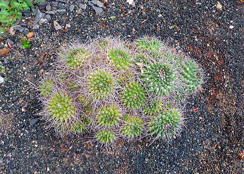 Mother of hundreds - Mammillaria compressa Pachamama Eco Park - Viveiro Botanical Garden  Cabo Verde,Fall,Geotagged,Mammillaria compressa