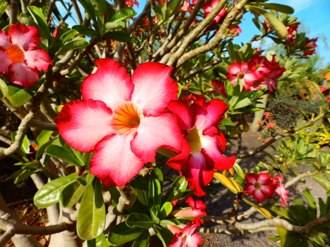 Desert rose - Adenium obesum Pachamama Eco Park - Viveiro Botanical Garden  Adenium obesum,Adenium obesum (Desert rose),Cabo Verde,Fall,Geotagged