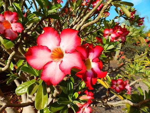 Desert rose - Adenium obesum Pachamama Eco Park - Viveiro Botanical Garden  Adenium obesum,Adenium obesum (Desert rose),Cabo Verde,Fall,Geotagged