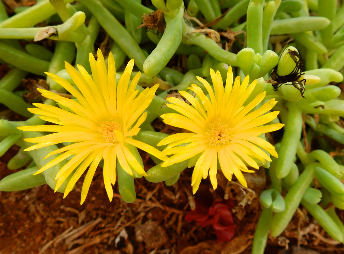 Coppery Mesemb - Malephora crocea Pachamama Eco Park - Viveiro Botanical Garden  Cabo Verde,Coppery Mesemb,Fall,Geotagged,Malephora crocea