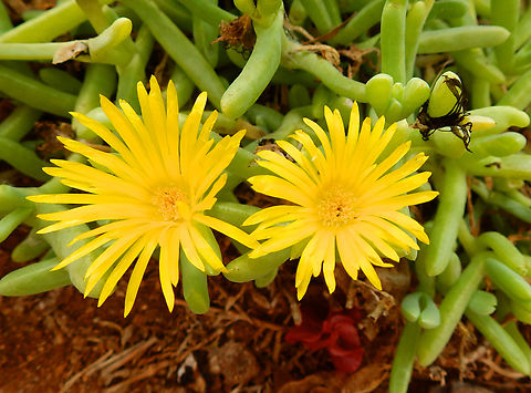 Coppery Mesemb - Malephora crocea Pachamama Eco Park - Viveiro Botanical Garden  Cabo Verde,Coppery Mesemb,Fall,Geotagged,Malephora crocea