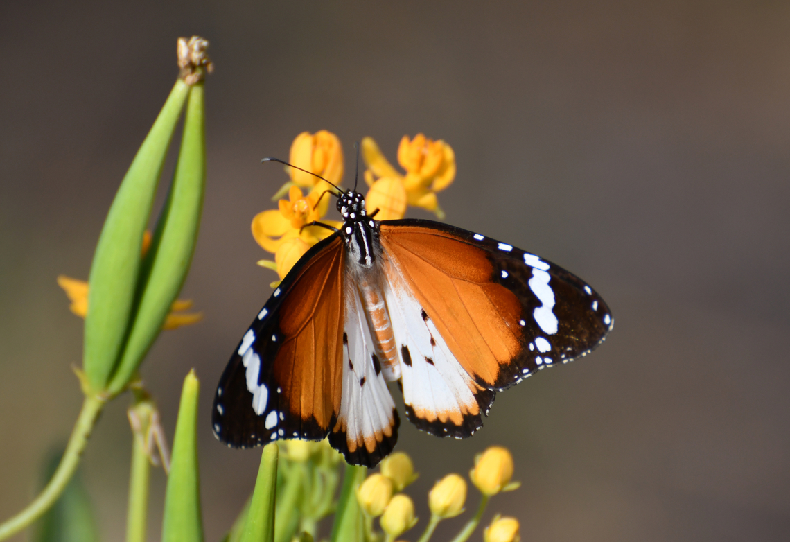 African queen - Danaus chrysippus subsp. alcippus Wild, hanging around on the trees and flowers of the botanical garden.<br />
Pachamama Eco Park - Viveiro Botanical Garden. Cabo Verde,Danaus chrysippus,Fall,Geotagged,Plain Tiger  African Queen