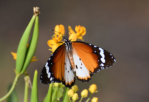 African queen - Danaus chrysippus subsp. alcippus Wild, hanging around on the trees and flowers of the botanical garden.
Pachamama Eco Park - Viveiro Botanical Garden. Cabo Verde,Danaus chrysippus,Fall,Geotagged,Plain Tiger  African Queen
