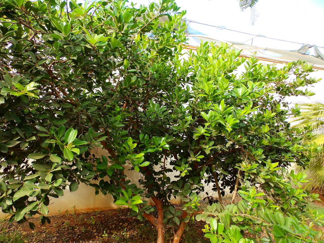 Cattley guava - Psidium litorale/cattleyanum Pachamama Eco Park - Viveiro Botanical Garden  Cabo Verde,Fall,Geotagged,Psidium cattleyanum