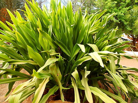 Beach Spider Lily - Hymenocallis littoralis Pachamama Eco Park - Viveiro Botanical Garden  Beach Spider Lily,Cabo Verde,Fall,Geotagged,Hymenocallis littoralis