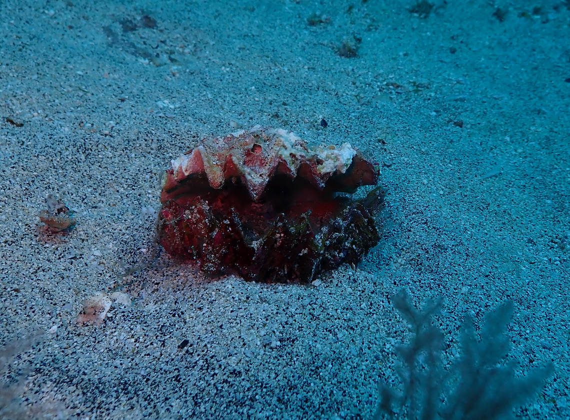 West African mangrove oyster - Crassostrea tulipa. Sal, Cabo Verde. Cabo Verde,Crassostrea tulipa,Fall,Geotagged