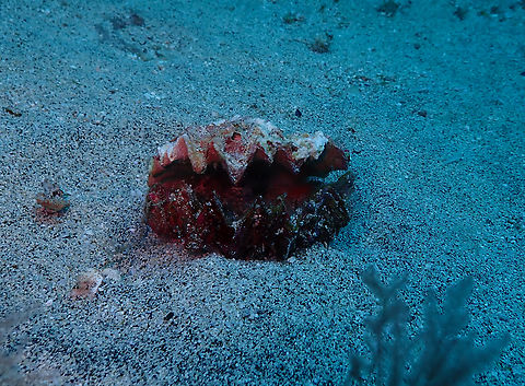 West African mangrove oyster - Crassostrea tulipa. Sal, Cabo Verde. Cabo Verde,Crassostrea tulipa,Fall,Geotagged