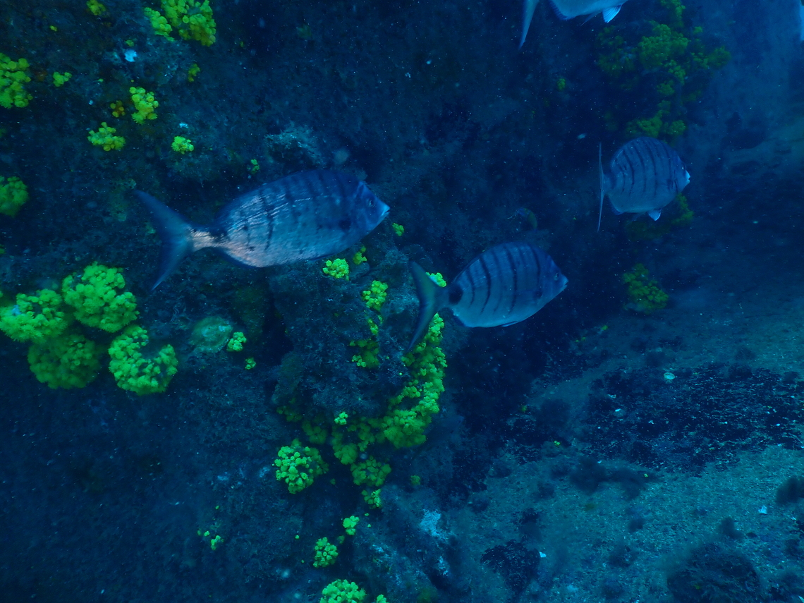 Diplodus puntazzo Sal, Cabo Verde Cabo Verde,Diplodus puntazzo,Fall,Geotagged,Sharpsnout seabream