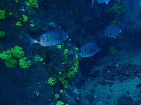 Diplodus puntazzo Sal, Cabo Verde Cabo Verde,Diplodus puntazzo,Fall,Geotagged,Sharpsnout seabream