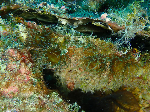Pale Anemone - Exaiptasia diaphana Sal, Cabo Verde. Cabo Verde,Exaiptasia diaphana,Fall,Geotagged,Pale Anemone