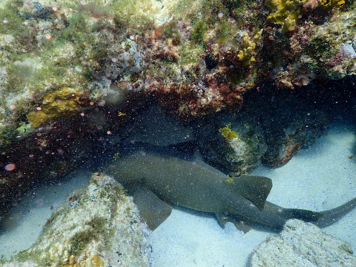 Nurse shark - Ginglymostoma cirratum Sal, Cabo Verde. Cabo Verde,Fall,Geotagged,Ginglymostoma cirratum,Nurse shark