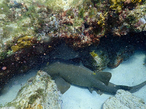 Nurse shark - Ginglymostoma cirratum Sal, Cabo Verde. Cabo Verde,Fall,Geotagged,Ginglymostoma cirratum,Nurse shark