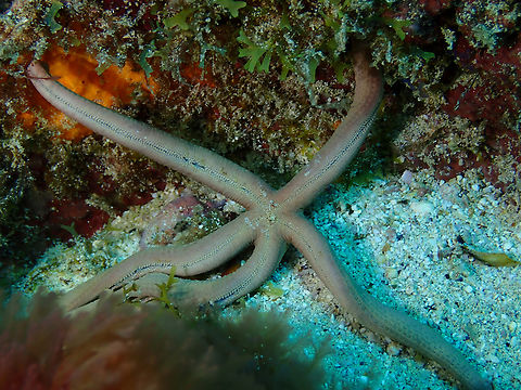 Guilding's Sea Star - Linckia guildingi Sal, Cabo Verde. Cabo Verde,Fall,Geotagged,Guilding's Sea Star,Linckia guildingi