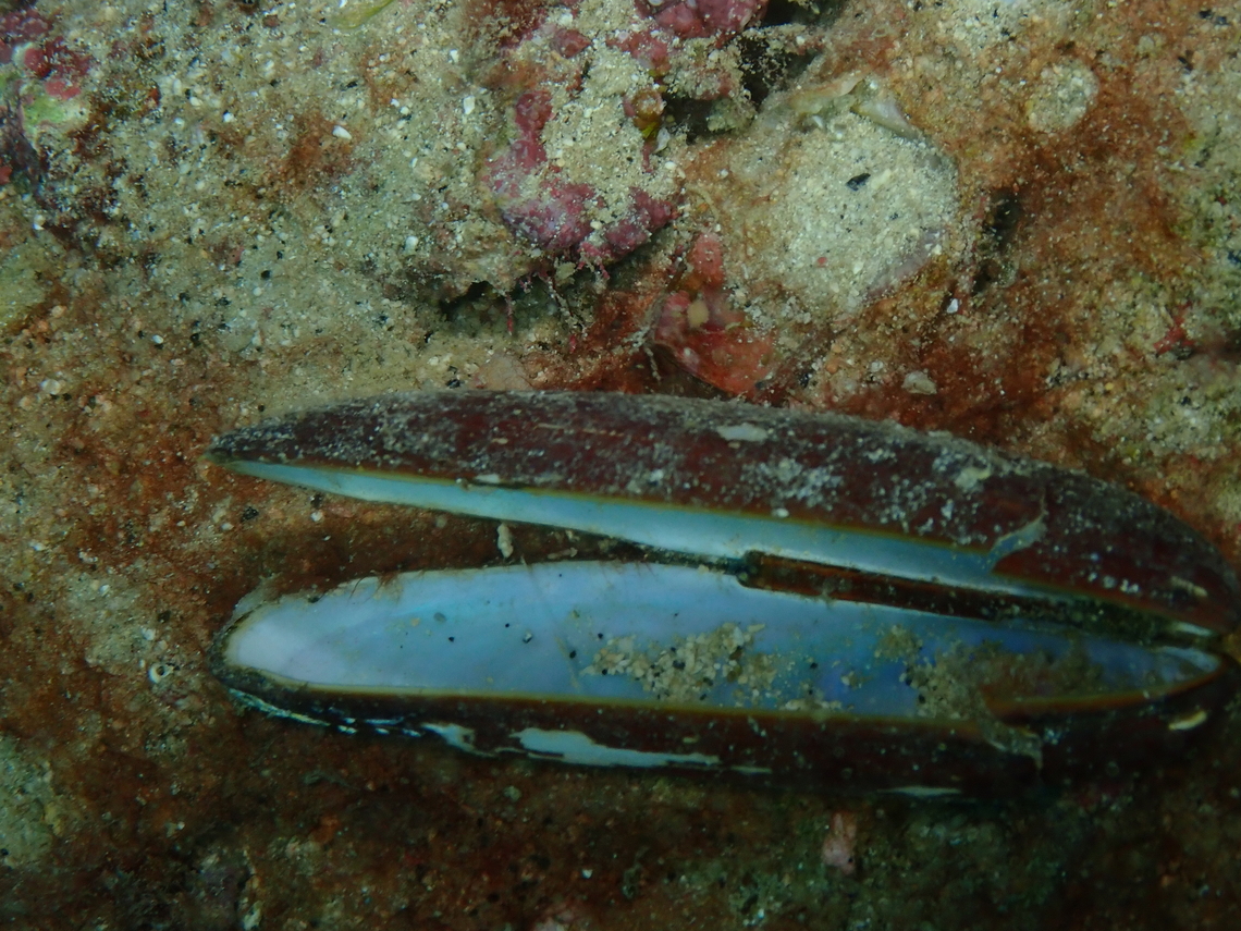 Lithophaga litophaga - empty shell Sal, Cabo Verde. Cabo Verde,Fall,Geotagged,Lithophaga lithophaga,Lithophaga litophaga