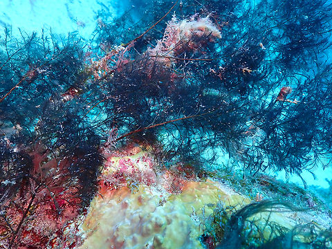 Stinging Bush Hydroid - Nematophorus clarkei Sal, Cabo Verde. Cabo Verde,Fall,Geotagged,Nematophorus clarkei,Stinging Bush Hydroid
