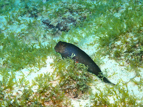 Redlip blenny - Ophioblennius atlanticus Sal, Cabo Verde. Cabo Verde,Fall,Geotagged,Ophioblennius atlanticus,Redlip blenny
