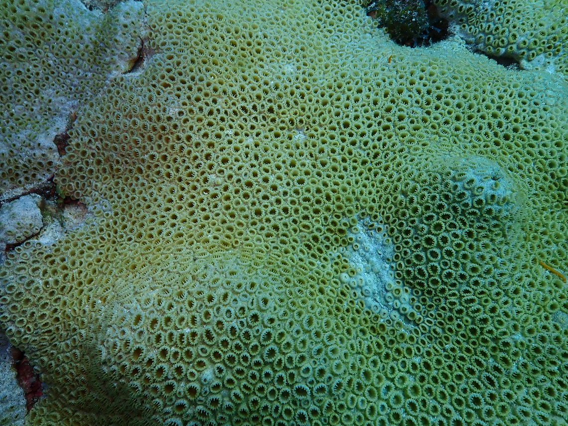 White Encrusting Zoanthid - Palythoa caribaeorum Sal, Cabo Verde. Cabo Verde,Fall,Geotagged,Palythoa caribaeorum,White Encrusting Zoanthid