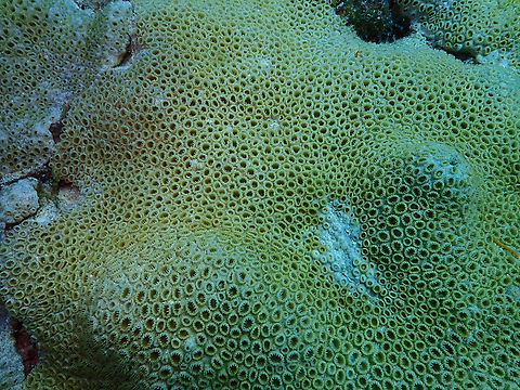 White Encrusting Zoanthid - Palythoa caribaeorum Sal, Cabo Verde. Cabo Verde,Fall,Geotagged,Palythoa caribaeorum,White Encrusting Zoanthid
